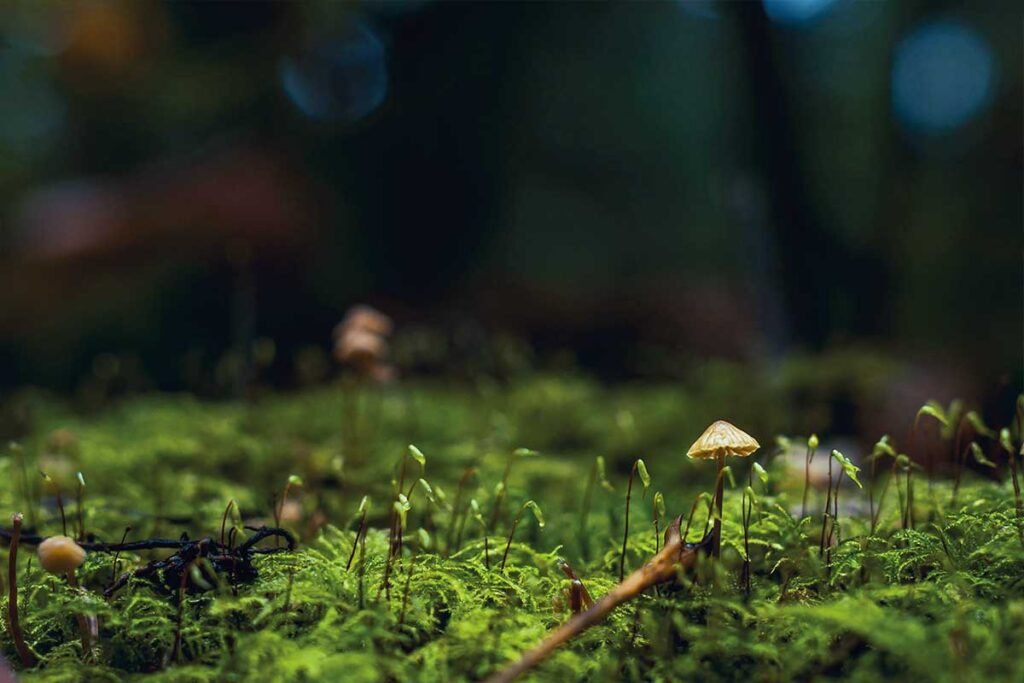 Indispensable fungi